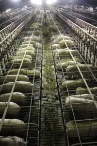 Wide view of huge sow stall shed from above - Australian pig farming - Captured at Grong Grong Piggery, Grong Grong NSW Australia.