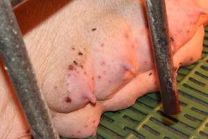 Sow with skin condition on teats - Australian pig farming - Captured at Bungowannah Piggery, Bungowannah NSW Australia.