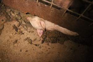 Farrowing crates at Korunye Park Piggery SA - Australian pig farming - Captured at Korunye Park Piggery, Korunye SA Australia.