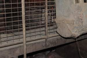 Grower pens underneath farrowing crates - Australian pig farming - Captured at Willawa Piggery, Grong Grong NSW Australia.