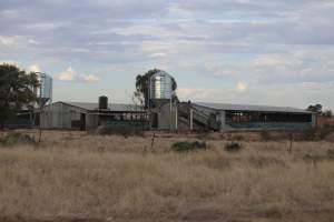 Piggery sheds outside in daylight - Australian pig farming - Captured at Dublin Piggery, Dublin SA Australia.