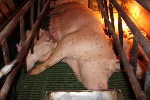 Sow with skin condition on teats - Australian pig farming - Captured at Bungowannah Piggery, Bungowannah NSW Australia.