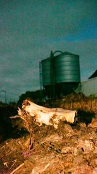 Skull on dead pile, shed in background - Australian pig farming - Captured at Yelmah Piggery, Magdala SA Australia.