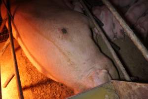 Farrowing crates at Finniss Park Piggery SA - Australian pig farming - Captured at Finniss Park Piggery, Mannum SA Australia.