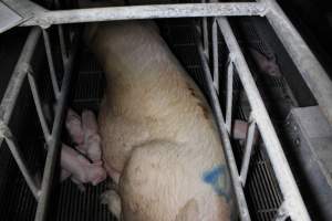 Farrowing crates at Huntly Piggery NSW - Australian pig farming - Captured at Huntly Piggery, Huntly North VIC Australia.