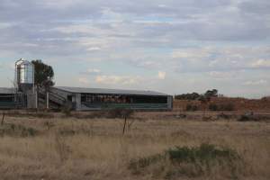 Piggery sheds outside in daylight - Australian pig farming - Captured at Dublin Piggery, Dublin SA Australia.