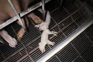 Farrowing crates at Huntly Piggery NSW - Australian pig farming - Captured at Huntly Piggery, Huntly North VIC Australia.