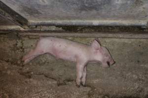 Dead piglet in aisle - Australian pig farming - Captured at St Arnaud Piggery Units 2 & 3, St Arnaud VIC Australia.