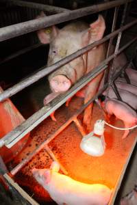 Farrowing crates at Finniss Park Piggery SA - Australian pig farming - Captured at Finniss Park Piggery, Mannum SA Australia.