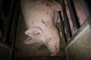 Sow stalls at Deni Piggery NSW - Australian pig farming - Captured at Deni Piggery, Deniliquin NSW Australia.