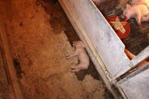 Dead piglet in aisle - Australian pig farming - Captured at St Arnaud Piggery Units 2 & 3, St Arnaud VIC Australia.