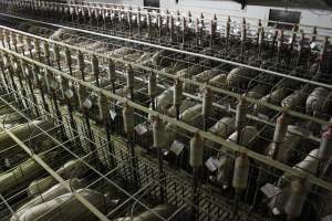 Wide view of huge sow stall shed from above - Australian pig farming - Captured at Grong Grong Piggery, Grong Grong NSW Australia.