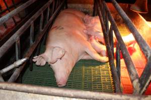 Farrowing crates at Bungowannah Piggery NSW - Australian pig farming - Captured at Bungowannah Piggery, Bungowannah NSW Australia.