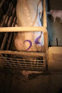 Farrowing crates at Korunye Park Piggery SA - Australian pig farming - Captured at Korunye Park Piggery, Korunye SA Australia.