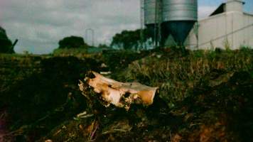 Skull on dead pile, shed in background - Australian pig farming - Captured at Yelmah Piggery, Magdala SA Australia.