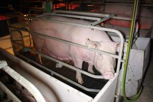 Farrowing crates at Sheaoak Piggery SA - Australian pig farming - Captured at Sheaoak Piggery, Shea-Oak Log SA Australia.