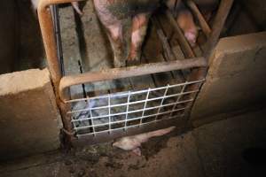 Farrowing crates at Korunye Park Piggery SA - Australian pig farming - Captured at Korunye Park Piggery, Korunye SA Australia.