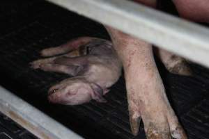 Piglet crushed by mother - Australian pig farming - Captured at Sheaoak Piggery, Shea-Oak Log SA Australia.