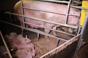Farrowing crates at Girgarre Piggery VIC - Australian pig farming - Captured at Girgarre Piggery, Girgarre VIC Australia.