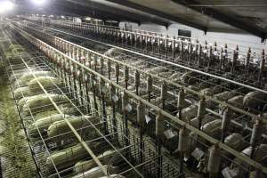 Wide view of huge sow stall shed from above - Australian pig farming - Captured at Grong Grong Piggery, Grong Grong NSW Australia.