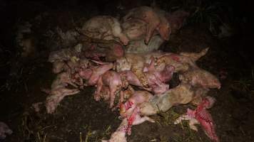 Dead pile outside - Australian pig farming - Captured at Yelmah Piggery, Magdala SA Australia.