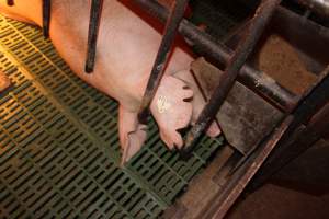 Farrowing crates at Bungowannah Piggery NSW - Australian pig farming - Captured at Bungowannah Piggery, Bungowannah NSW Australia.