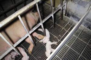 Farrowing crates at Huntly Piggery NSW - Australian pig farming - Captured at Huntly Piggery, Huntly North VIC Australia.