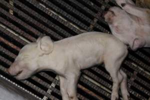 Farrowing crates at Huntly Piggery NSW - Australian pig farming - Captured at Huntly Piggery, Huntly North VIC Australia.