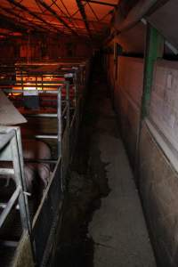 Farrowing crates at Finniss Park Piggery SA - Australian pig farming - Captured at Finniss Park Piggery, Mannum SA Australia.