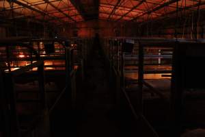 Farrowing crates at Finniss Park Piggery SA - Australian pig farming - Captured at Finniss Park Piggery, Mannum SA Australia.