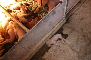 Dead piglet in aisle - Australian pig farming - Captured at St Arnaud Piggery Units 2 & 3, St Arnaud VIC Australia.