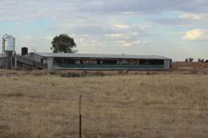 Piggery sheds outside in daylight - Australian pig farming - Captured at Dublin Piggery, Dublin SA Australia.