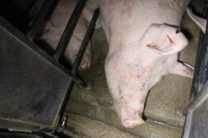 Sow stalls at Deni Piggery NSW - Australian pig farming - Captured at Deni Piggery, Deniliquin NSW Australia.