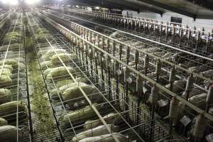 Wide view of huge sow stall shed from above - Australian pig farming - Captured at Grong Grong Piggery, Grong Grong NSW Australia.