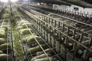 Wide view of huge sow stall shed from above - Australian pig farming - Captured at Grong Grong Piggery, Grong Grong NSW Australia.