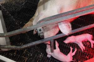 Water spraying on sow and piglets - Australian pig farming - Captured at Mindarra Piggery (module 1), Boonanarring WA Australia.