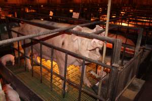 Sow with pressure sore - Australian pig farming - Captured at Bungowannah Piggery, Bungowannah NSW Australia.