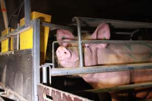 Farrowing crates at Girgarre Piggery VIC - Australian pig farming - Captured at Girgarre Piggery, Girgarre VIC Australia.
