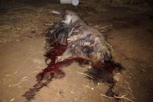 Dead sow outside - Stiff and bloated, in pools of blood - Captured at Yelmah Piggery, Magdala SA Australia.