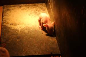 Farrowing crates at Wasleys Piggery SA - Australian pig farming - Captured at Wasleys Piggery, Pinkerton Plains SA Australia.