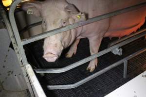 Farrowing crates at Sheaoak Piggery SA - Australian pig farming - Captured at Sheaoak Piggery, Shea-Oak Log SA Australia.