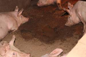 Grower pens underneath farrowing crates - Australian pig farming - Captured at Willawa Piggery, Grong Grong NSW Australia.