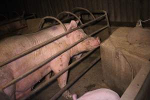 Farrowing crates at Korunye Park Piggery SA - Australian pig farming - Captured at Korunye Park Piggery, Korunye SA Australia.