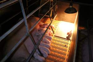 Farrowing crates at Wasleys Piggery SA - Australian pig farming - Captured at Wasleys Piggery, Pinkerton Plains SA Australia.