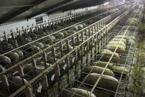 Wide view of huge sow stall shed from above - Australian pig farming - Captured at Grong Grong Piggery, Grong Grong NSW Australia.