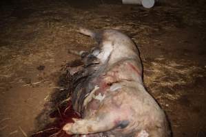 Dead sow outside - Stiff and bloated, in pools of blood - Captured at Yelmah Piggery, Magdala SA Australia.