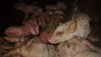 Dead pile outside - Australian pig farming - Captured at Yelmah Piggery, Magdala SA Australia.