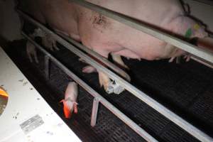 Piglet crushed by mother - Australian pig farming - Captured at Sheaoak Piggery, Shea-Oak Log SA Australia.