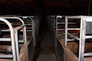 Farrowing crates at Finniss Park Piggery SA - Australian pig farming - Captured at Finniss Park Piggery, Mannum SA Australia.