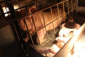 Farrowing crates at St Arnaud Piggery VIC - Australian pig farming - Captured at St Arnaud Piggery Units 2 & 3, St Arnaud VIC Australia.